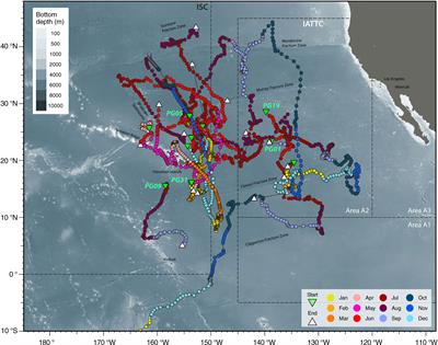 Connectivity of Striped Marlin From the Central North Pacific Ocean